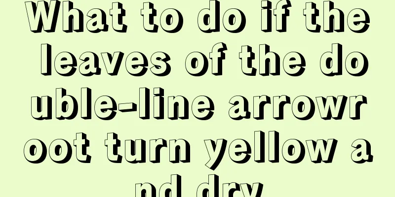 What to do if the leaves of the double-line arrowroot turn yellow and dry