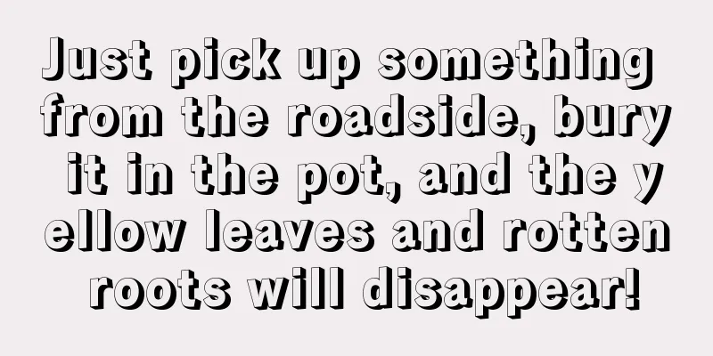 Just pick up something from the roadside, bury it in the pot, and the yellow leaves and rotten roots will disappear!