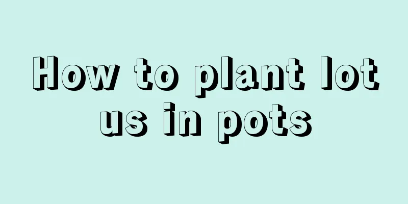 How to plant lotus in pots