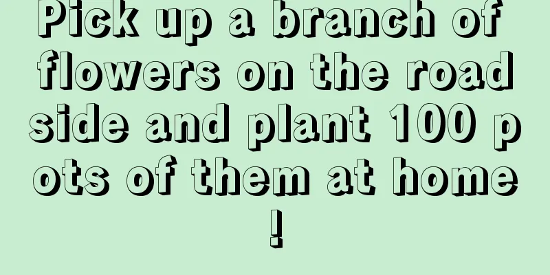 Pick up a branch of flowers on the roadside and plant 100 pots of them at home!