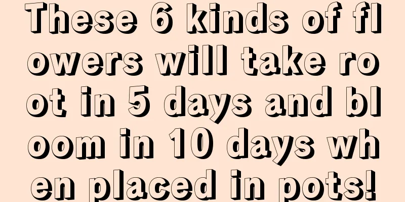 These 6 kinds of flowers will take root in 5 days and bloom in 10 days when placed in pots!