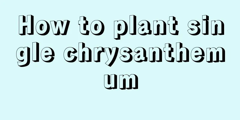 How to plant single chrysanthemum