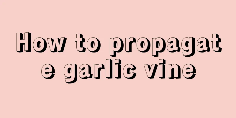 How to propagate garlic vine