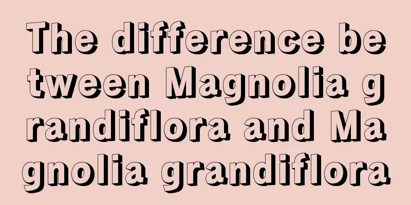 The difference between Magnolia grandiflora and Magnolia grandiflora