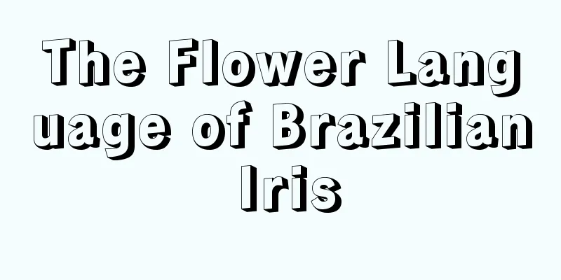 The Flower Language of Brazilian Iris