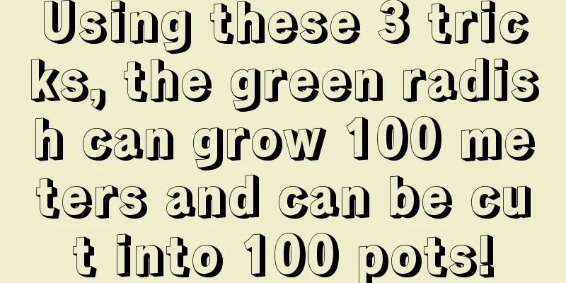 Using these 3 tricks, the green radish can grow 100 meters and can be cut into 100 pots!