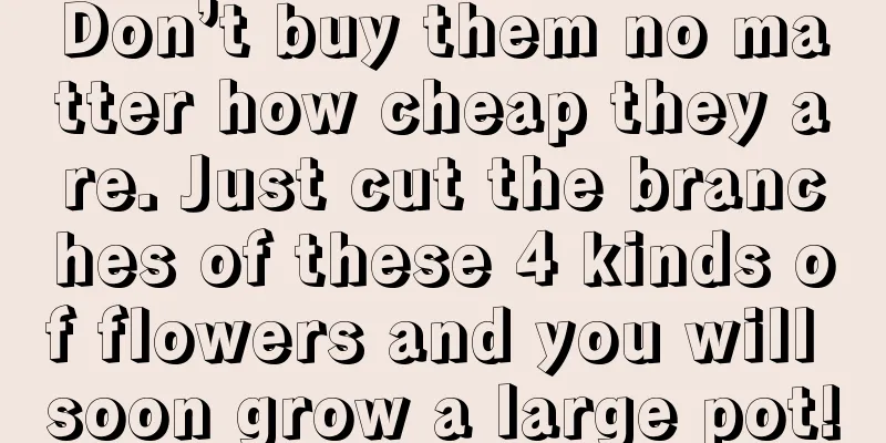 Don’t buy them no matter how cheap they are. Just cut the branches of these 4 kinds of flowers and you will soon grow a large pot!