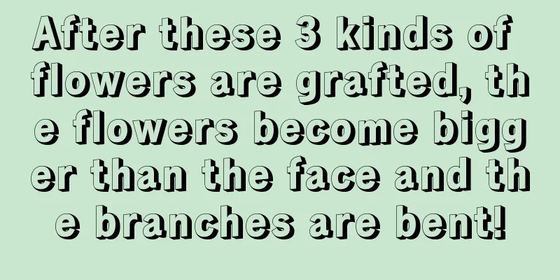 After these 3 kinds of flowers are grafted, the flowers become bigger than the face and the branches are bent!