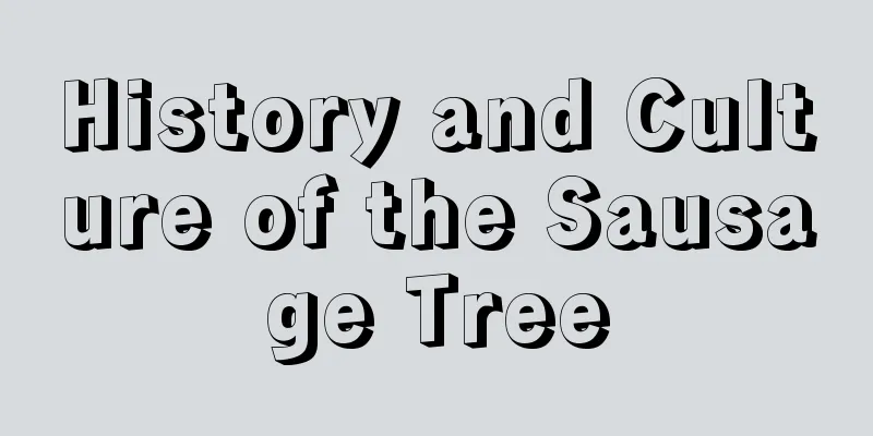 History and Culture of the Sausage Tree