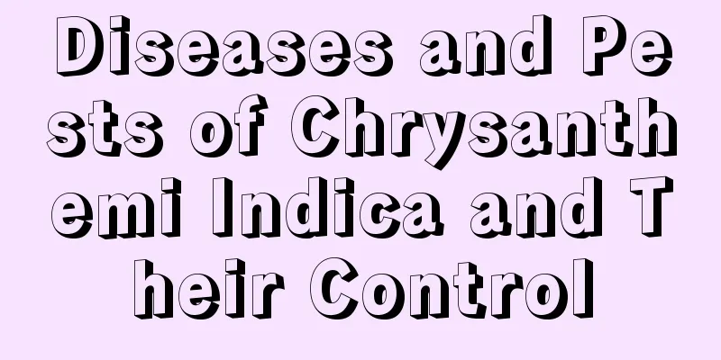 Diseases and Pests of Chrysanthemi Indica and Their Control