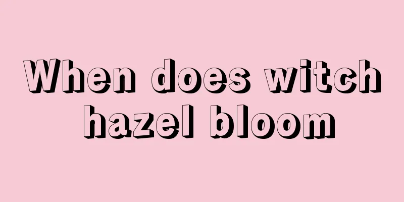 When does witch hazel bloom