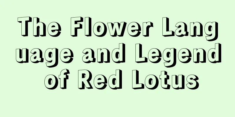 The Flower Language and Legend of Red Lotus