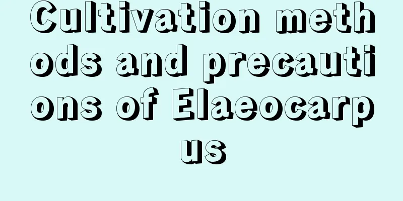 Cultivation methods and precautions of Elaeocarpus