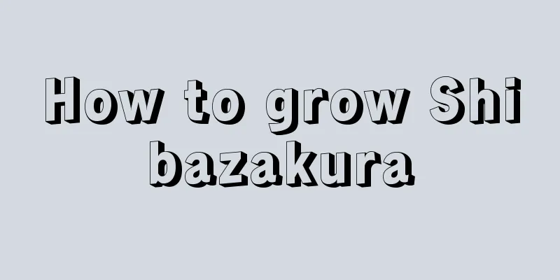 How to grow Shibazakura