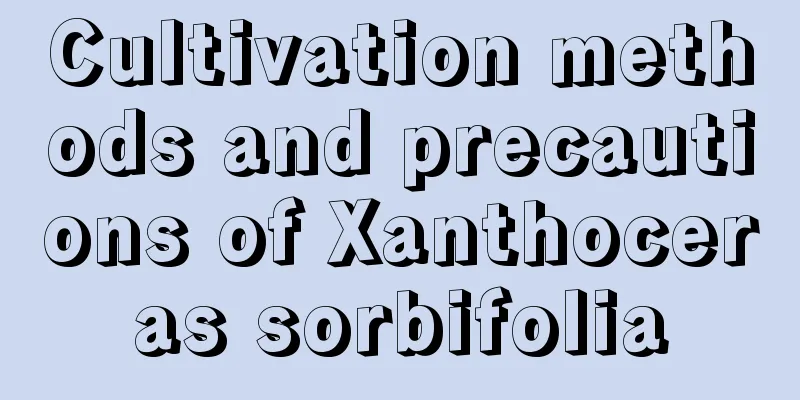 Cultivation methods and precautions of Xanthoceras sorbifolia