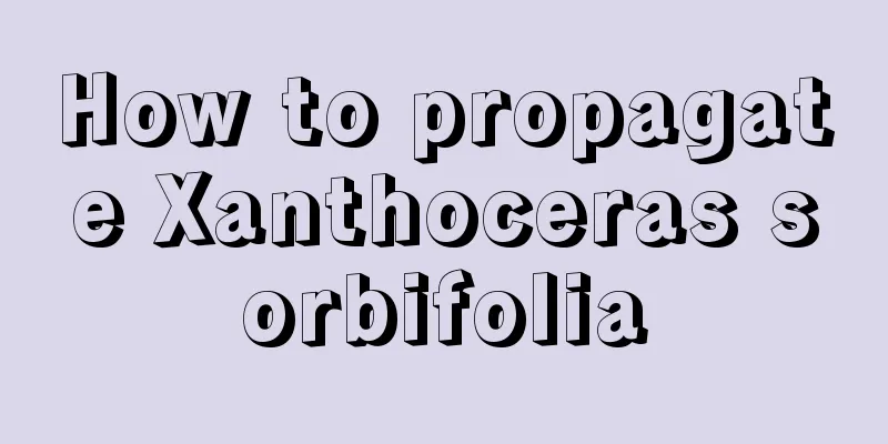 How to propagate Xanthoceras sorbifolia