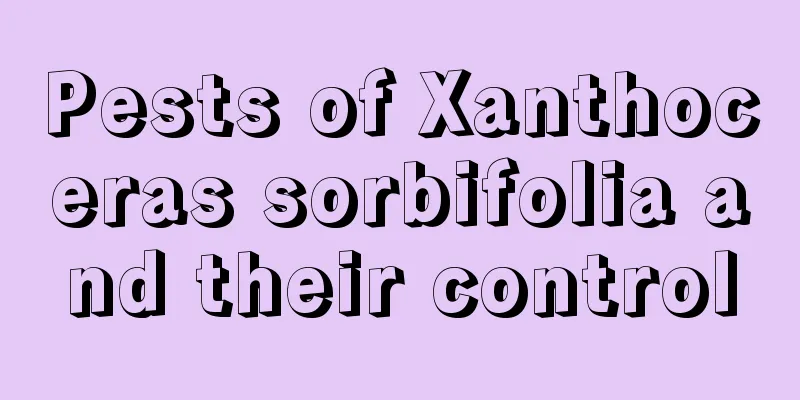 Pests of Xanthoceras sorbifolia and their control