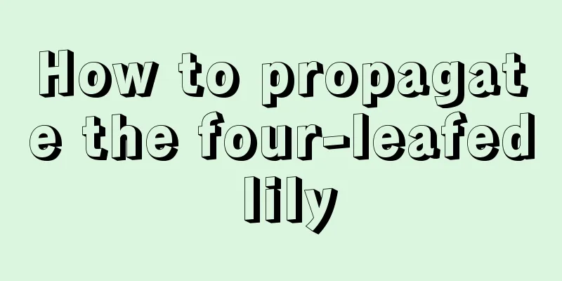 How to propagate the four-leafed lily