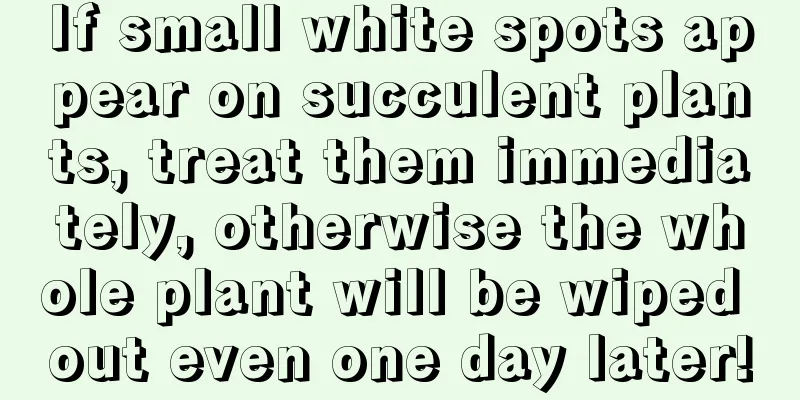If small white spots appear on succulent plants, treat them immediately, otherwise the whole plant will be wiped out even one day later!