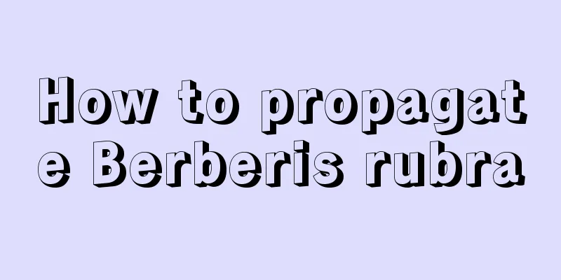 How to propagate Berberis rubra