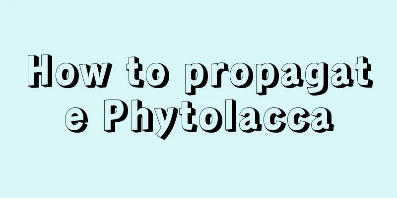 How to propagate Phytolacca