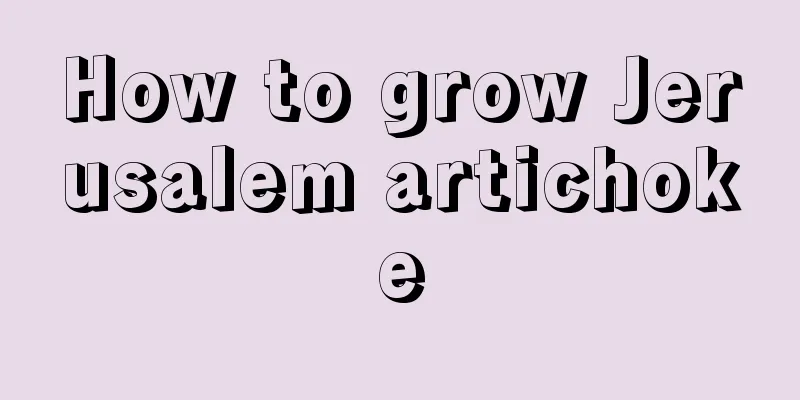 How to grow Jerusalem artichoke