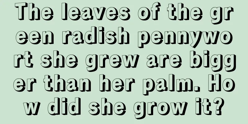 The leaves of the green radish pennywort she grew are bigger than her palm. How did she grow it?