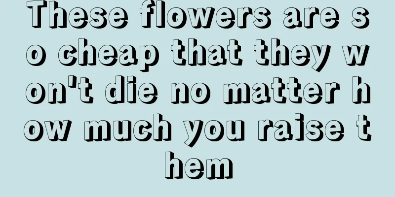 These flowers are so cheap that they won't die no matter how much you raise them