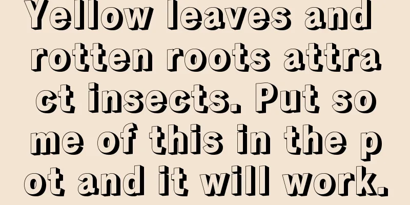 Yellow leaves and rotten roots attract insects. Put some of this in the pot and it will work.