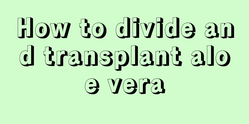 How to divide and transplant aloe vera