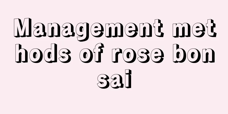 Management methods of rose bonsai