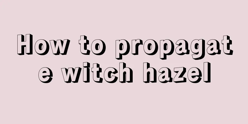 How to propagate witch hazel