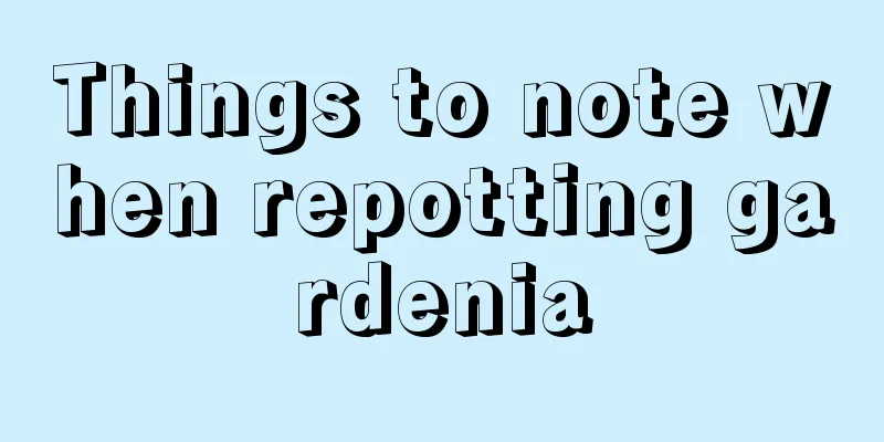 Things to note when repotting gardenia