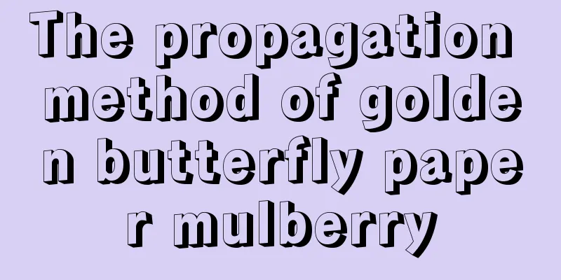 The propagation method of golden butterfly paper mulberry