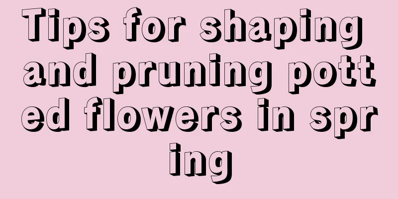 Tips for shaping and pruning potted flowers in spring