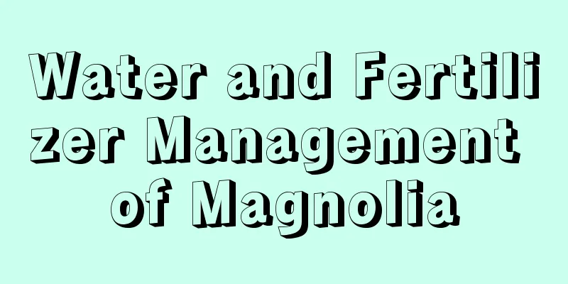 Water and Fertilizer Management of Magnolia