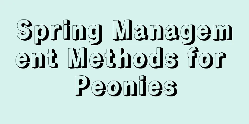 Spring Management Methods for Peonies