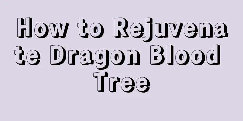 How to Rejuvenate Dragon Blood Tree