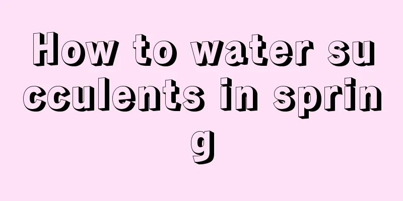 How to water succulents in spring