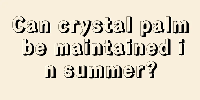 Can crystal palm be maintained in summer?