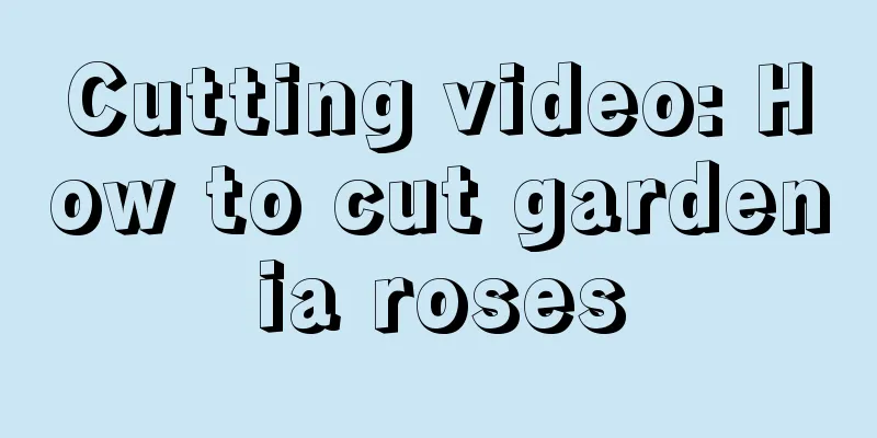 Cutting video: How to cut gardenia roses