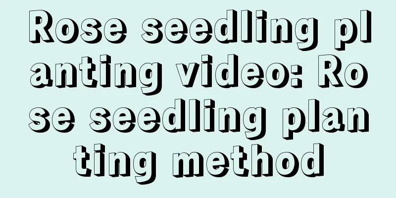 Rose seedling planting video: Rose seedling planting method