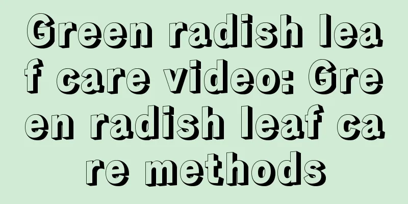 Green radish leaf care video: Green radish leaf care methods