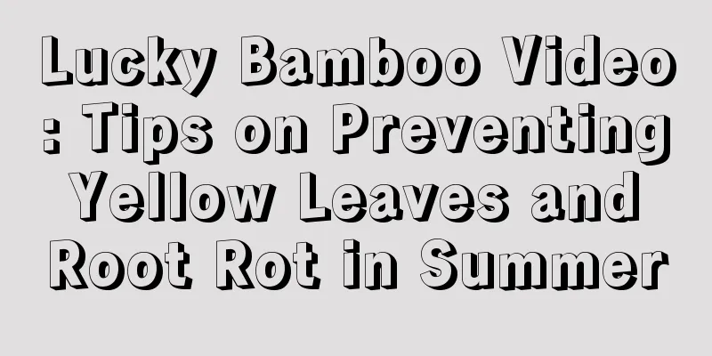 Lucky Bamboo Video: Tips on Preventing Yellow Leaves and Root Rot in Summer