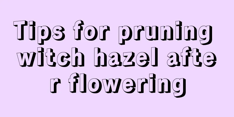 Tips for pruning witch hazel after flowering