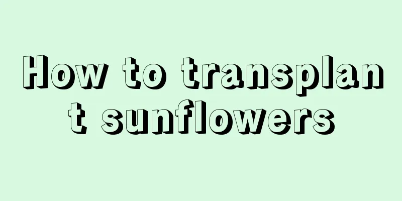 How to transplant sunflowers