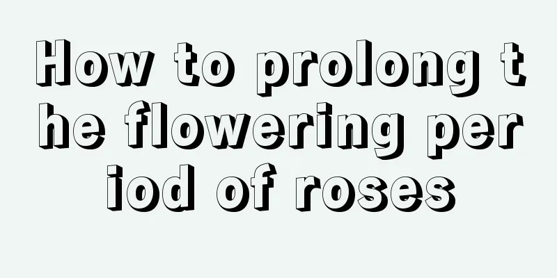 How to prolong the flowering period of roses