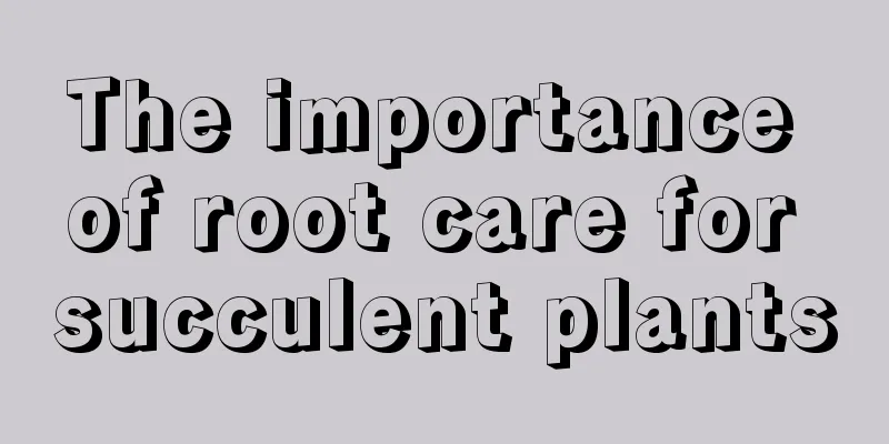 The importance of root care for succulent plants