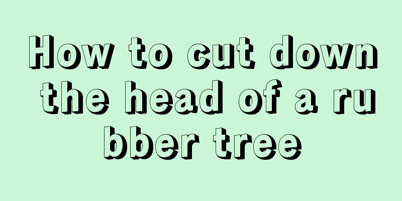 How to cut down the head of a rubber tree