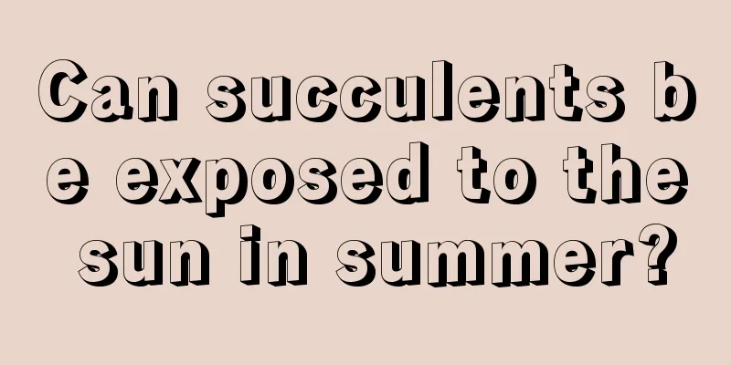 Can succulents be exposed to the sun in summer?